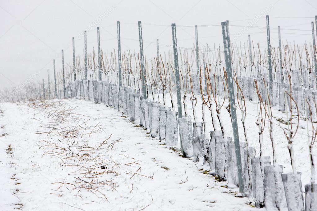 Winter vineyards