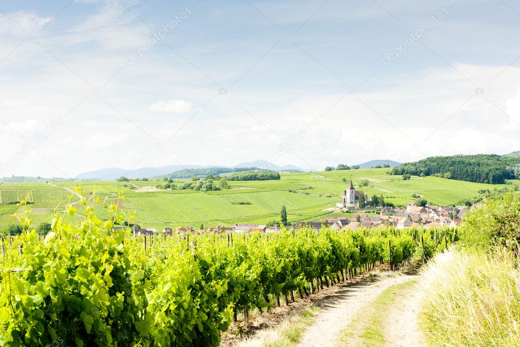 Hunawihr with vineyards, Alsace, France