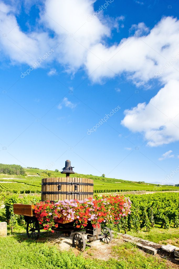 Vineyards of Cote de Beaune near Pommard, Burgundy, France