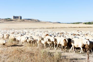 Sheep herd, Montealegre, Castile and Leon, Spain clipart