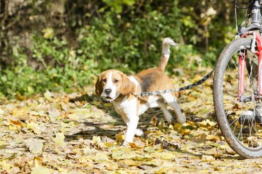 köpek köpek kira kontratı