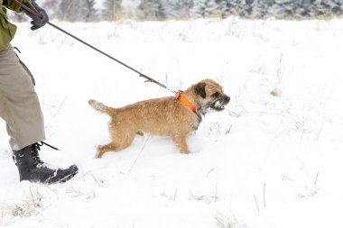 av köpeği hunter ile