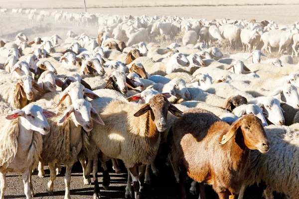 Kudde schapen, Castilië en leon, Spanje — Stockfoto