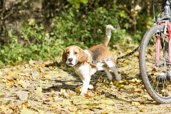 Perro con correa de perro — Foto de Stock