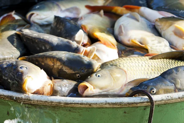 Рыба в чане во время уборки пруда — стоковое фото