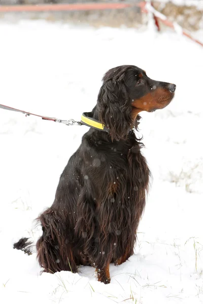 Sitting hunting dog — Stock Photo, Image