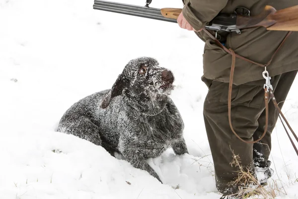 Cão de caça com caçador — Fotografia de Stock