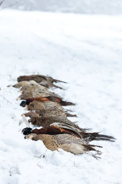 stock image Caught pheasants