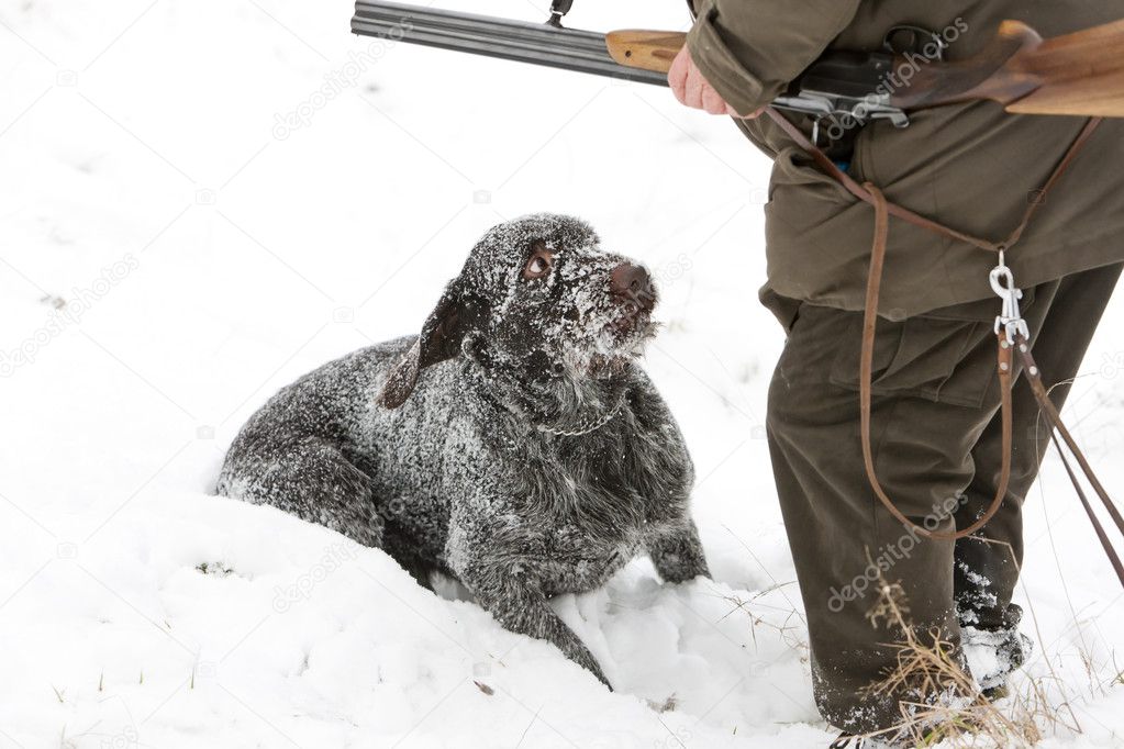 Hunting dog with hunter