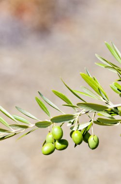 zeytin ağacı, Portekiz