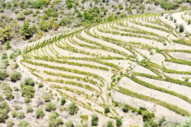 vineyars douro Valley, Portekiz