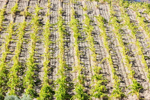 Vineyars в долині Дору, Португалія — стокове фото