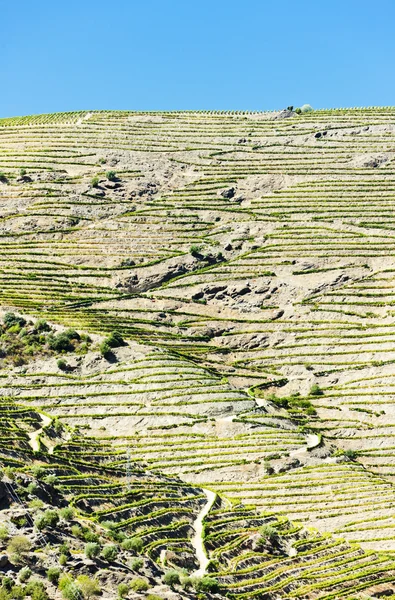 Douro Valley — Stock Photo, Image