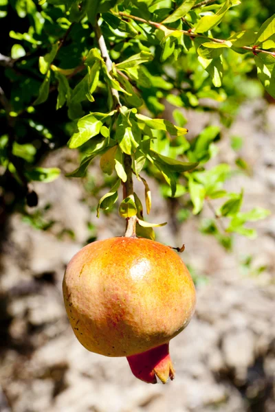 stock image Pomegranate