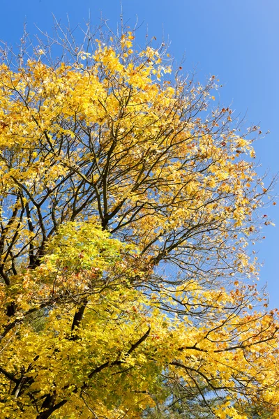 Autumnal tree — Stock Photo, Image