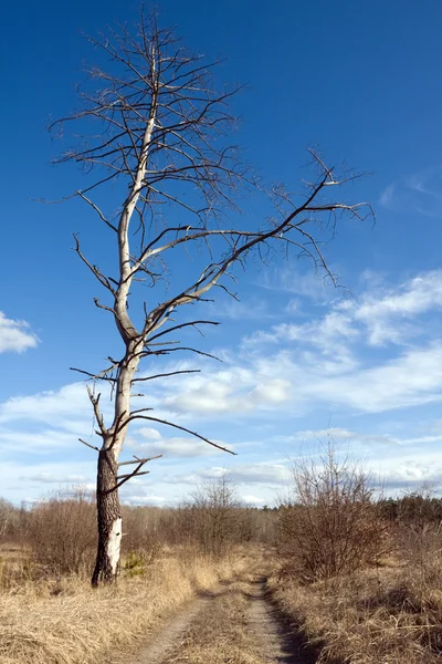 Eski ağaç — Stok fotoğraf