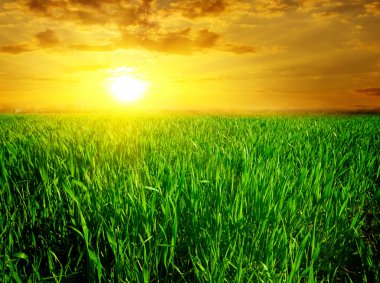 Majestic sunset over green field clipart