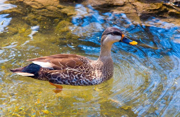 Duck in water — Stock Photo, Image