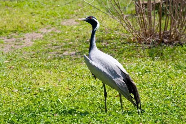 Crane fågel på gröna fält — Stockfoto