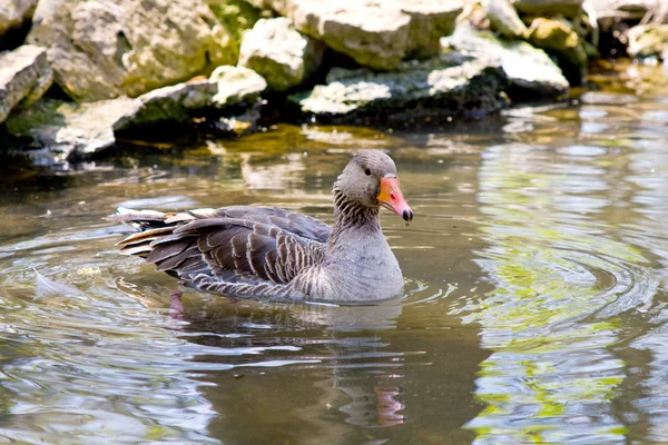 Duck swim in lake water — Stock Photo, Image
