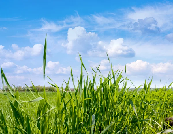 Green grass on meadow — Stock Photo, Image