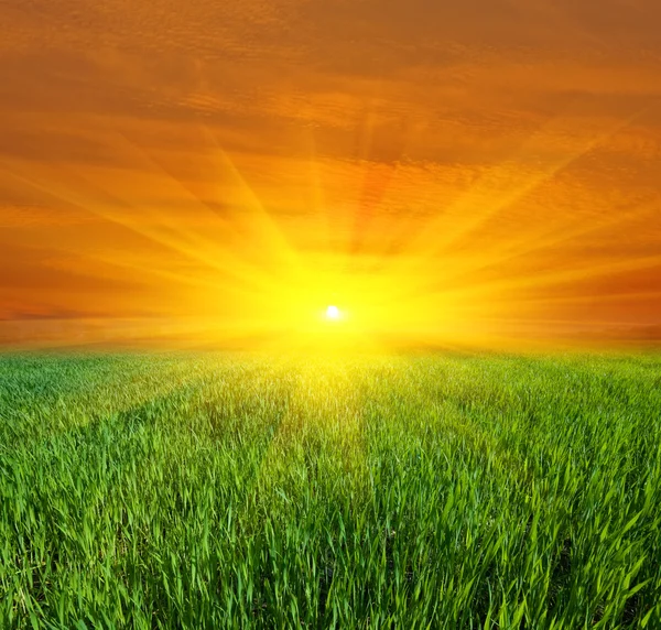 Coucher de soleil sur le champ vert — Photo