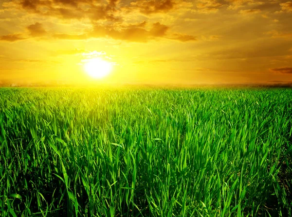 Величний захід сонця над зеленим полем — стокове фото