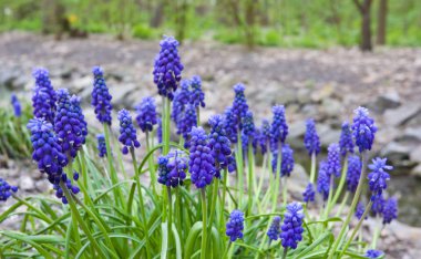 Blue muscari flowers clipart