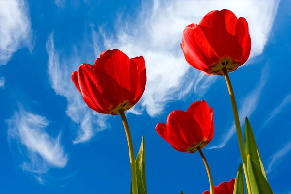 Red tulips Stock Image