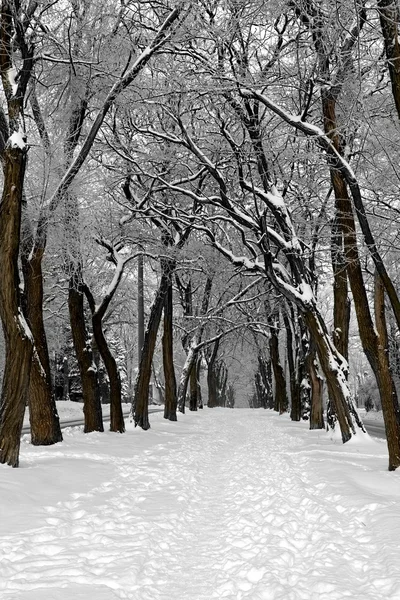 Kış sokak — Stok fotoğraf