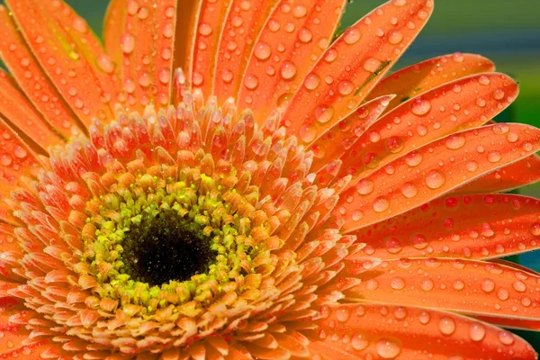 stock image Flower with water drops