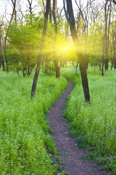 Pathway in forest — Stock Photo, Image