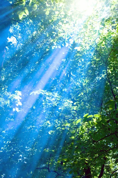 Голубые лучи в солнечном лесу — стоковое фото