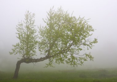 siste huş ağacı