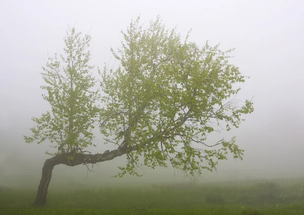 Birch in fog — Stock Photo, Image