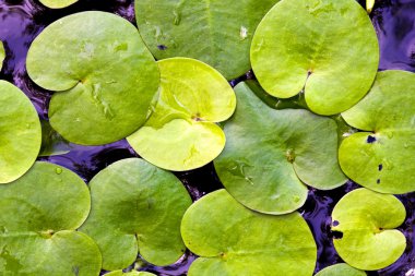 waterplants yapraklar