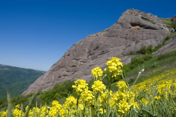 Yellow flowers on mountain background — Stock Photo, Image