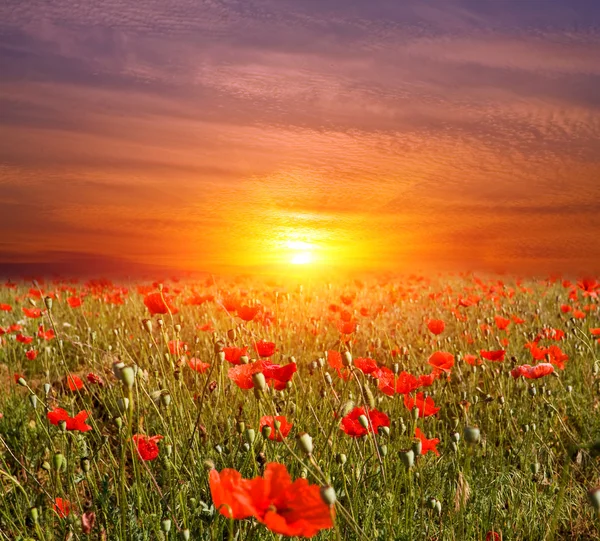 Sunset on flowers meadow — Stock Photo, Image