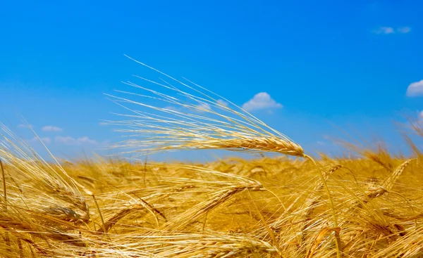 Пшеница на поле — стоковое фото