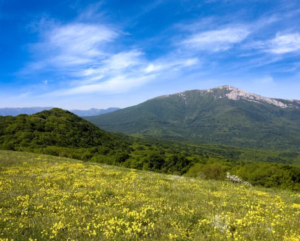Pradera amarilla en las montañas —  Fotos de Stock