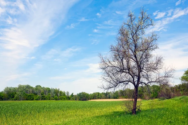 Безлистное дерево на зеленом лугу — стоковое фото