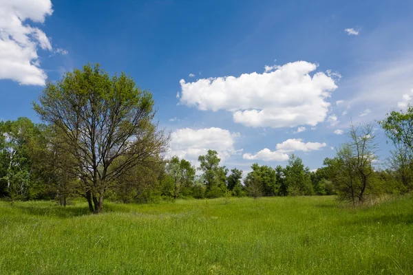 Zielony łąka w parku — Zdjęcie stockowe