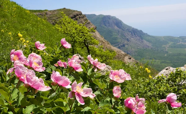 Flores en las montañas —  Fotos de Stock