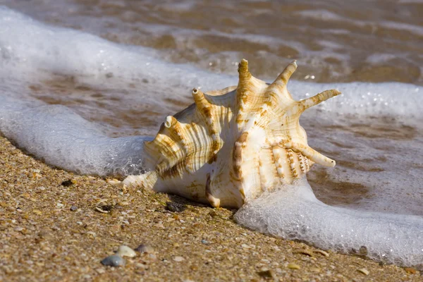 Θαλασσινό κοχύλι στη παραλία της θάλασσας — Φωτογραφία Αρχείου