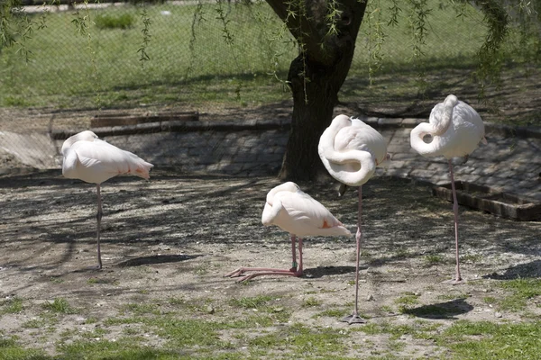 Flamingo no parque — Fotografia de Stock