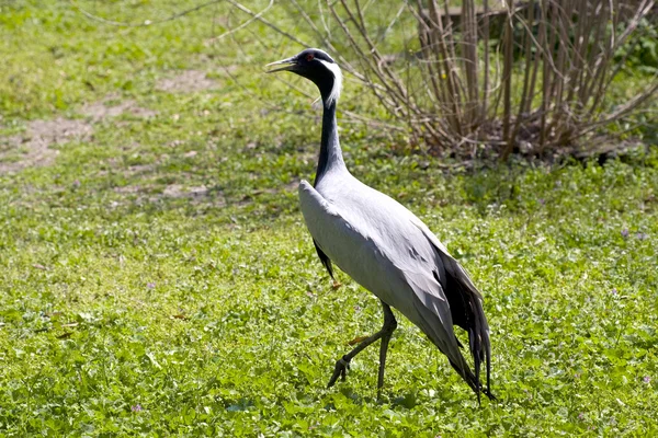 stock image Crane on green meadow