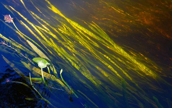 Agua de alga — Foto de Stock