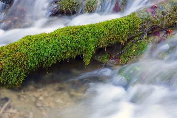 Musgo verde en el agua — Foto de Stock
