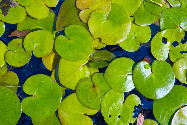 Driftweeds su yüzeyine yapraklar — Stok fotoğraf
