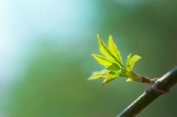 Nuove foglie fresche su un ramo — Foto Stock